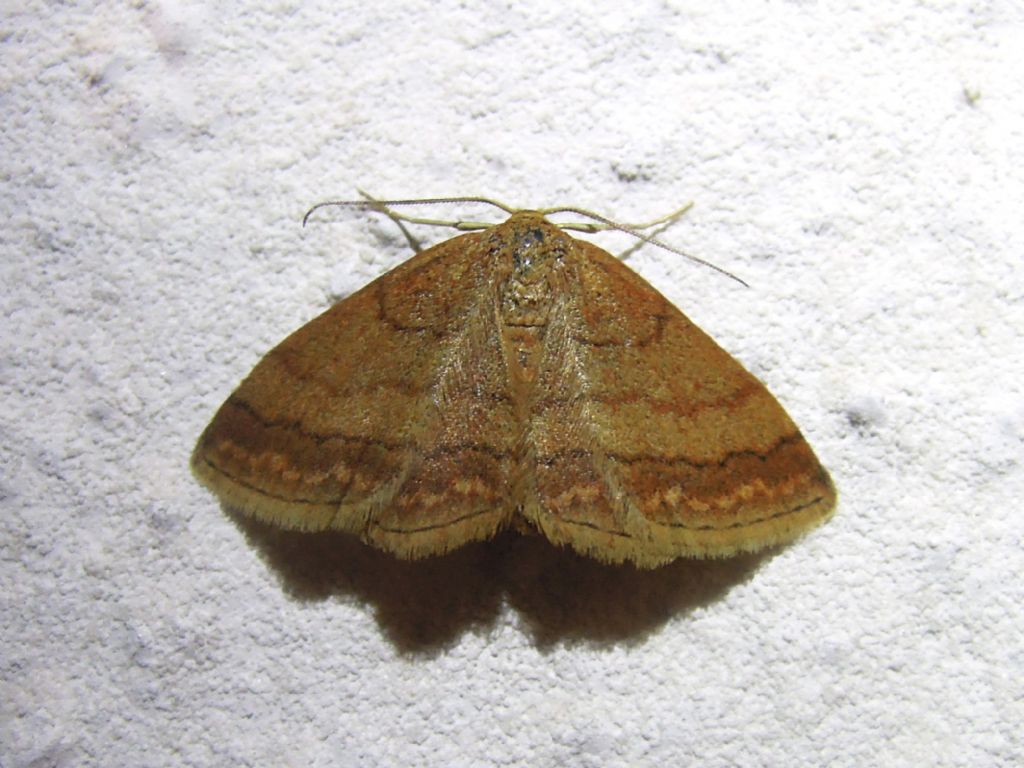 Scopula (Scopula) rubiginata